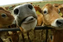 pysk krowy, z której widać czubek języka