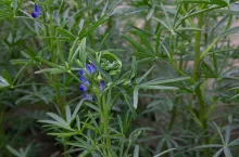 łubin wąskolistny o niebieskich kwiatach