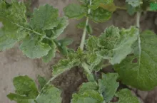 Jesienna regulacja rzepaku