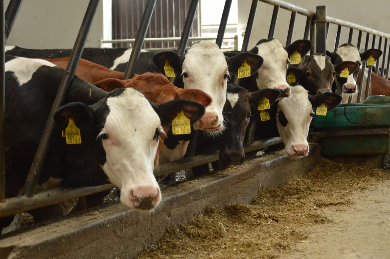 wolce, jałówki, opas