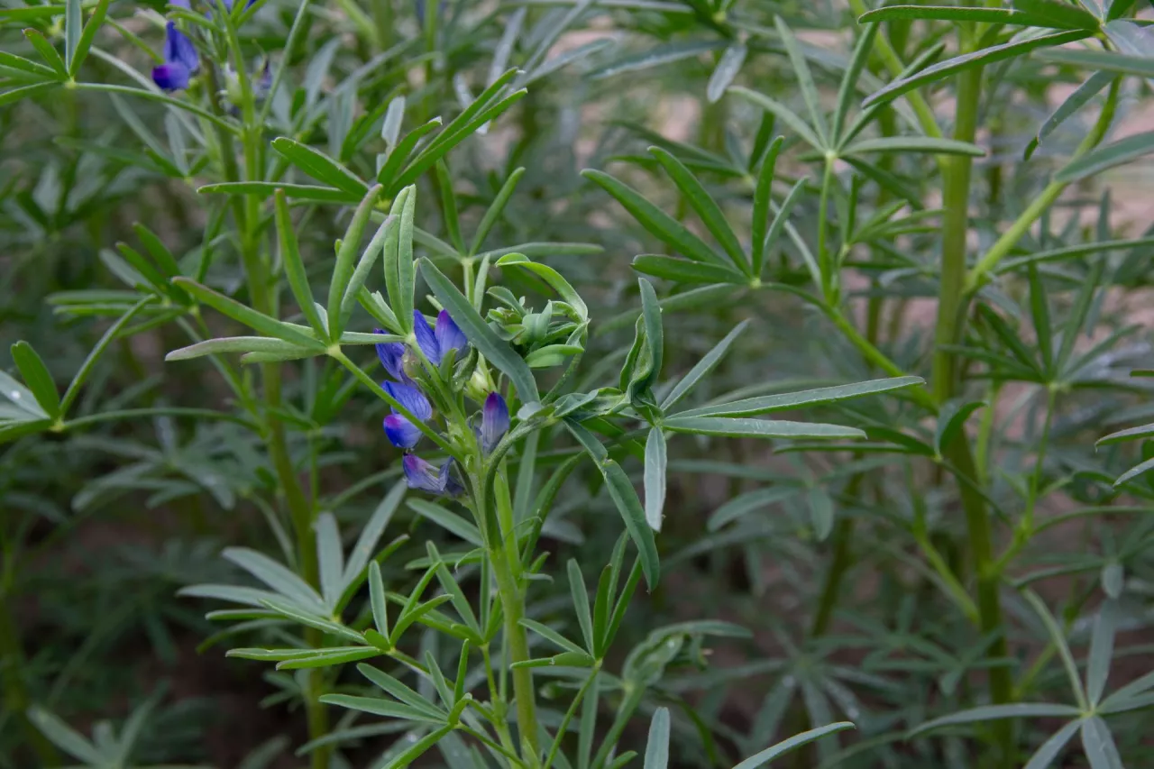 łubin wąskolistny o niebieskich kwiatach