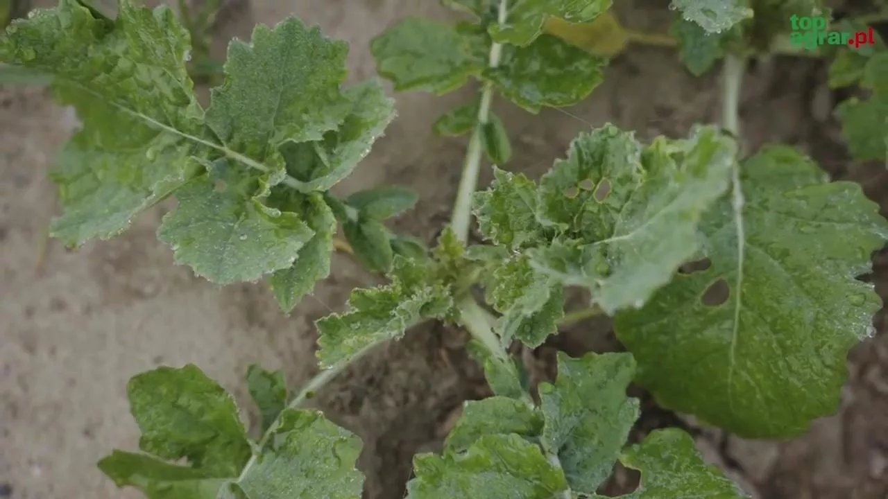 Jesienna regulacja rzepaku