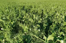 Groch siewny jadalny Olimp.