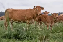 limousine, pastwisko