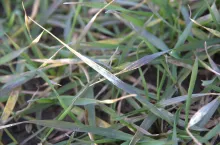 niedobór fosforu zboże