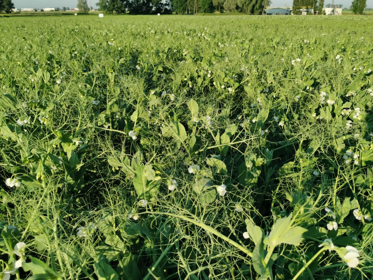 Groch siewny jadalny Olimp.