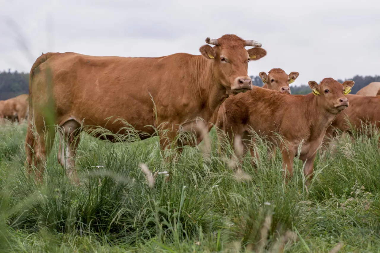 limousine, pastwisko
