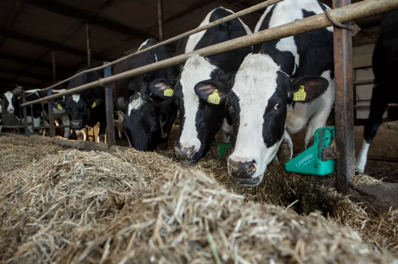 Bydło mleczne w oborze je paszę