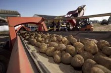 ziemniaki, zbiór ziemniaków