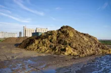 Płyta obornikowa, obornik