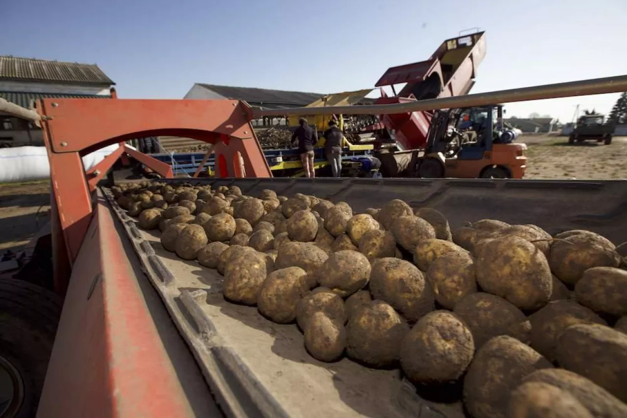 ziemniaki, zbiór ziemniaków