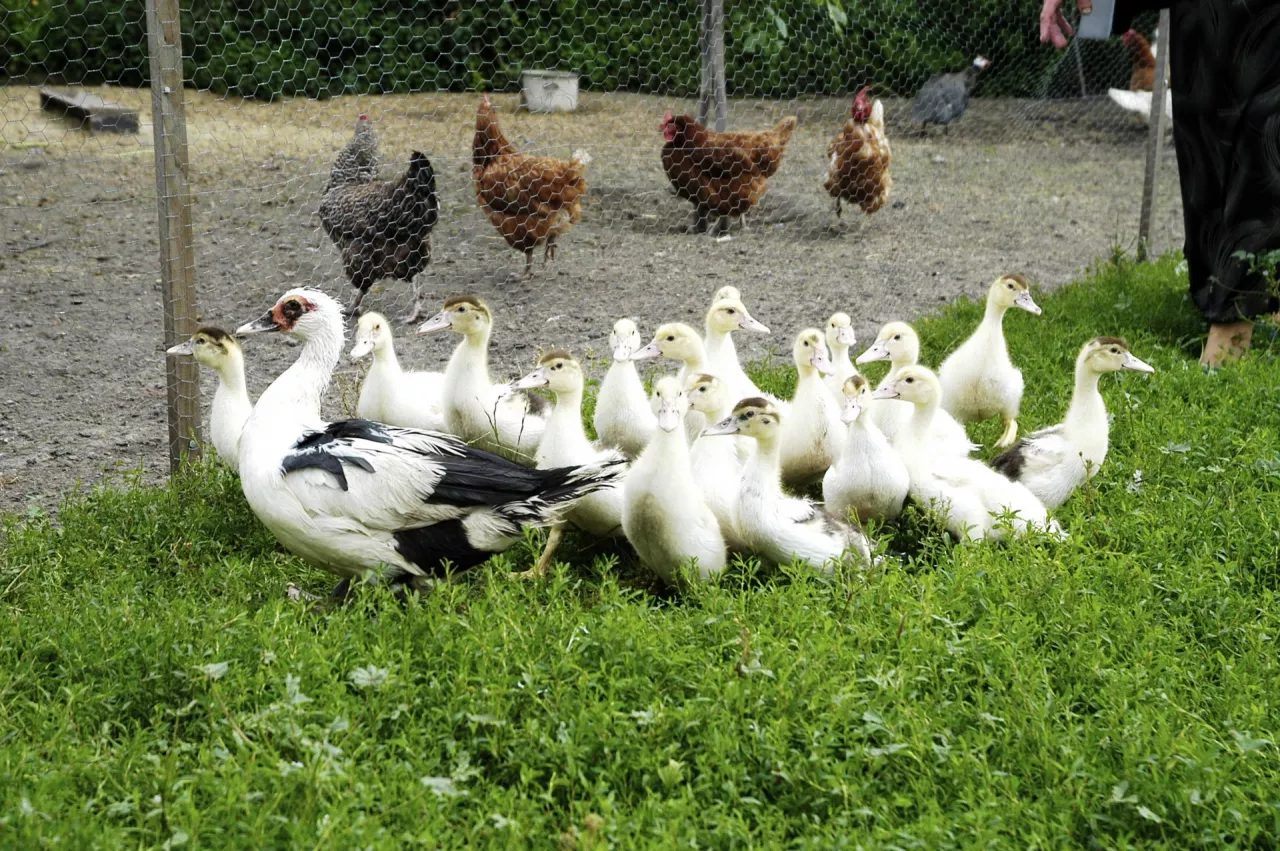 kaczki na wybiegu