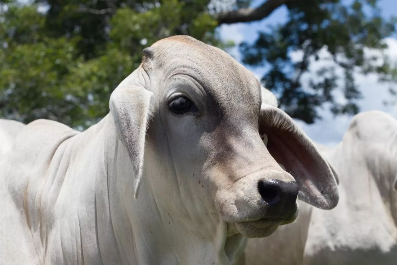 krowa zebu na pastwisku