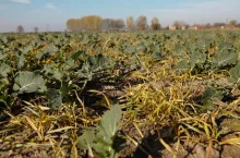 Chwasty jednoliścienne w rzepaku, samosiewy zbóż