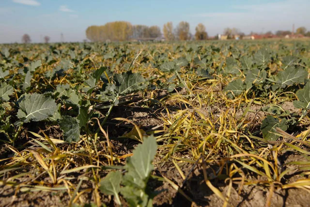 Chwasty jednoliścienne w rzepaku, samosiewy zbóż