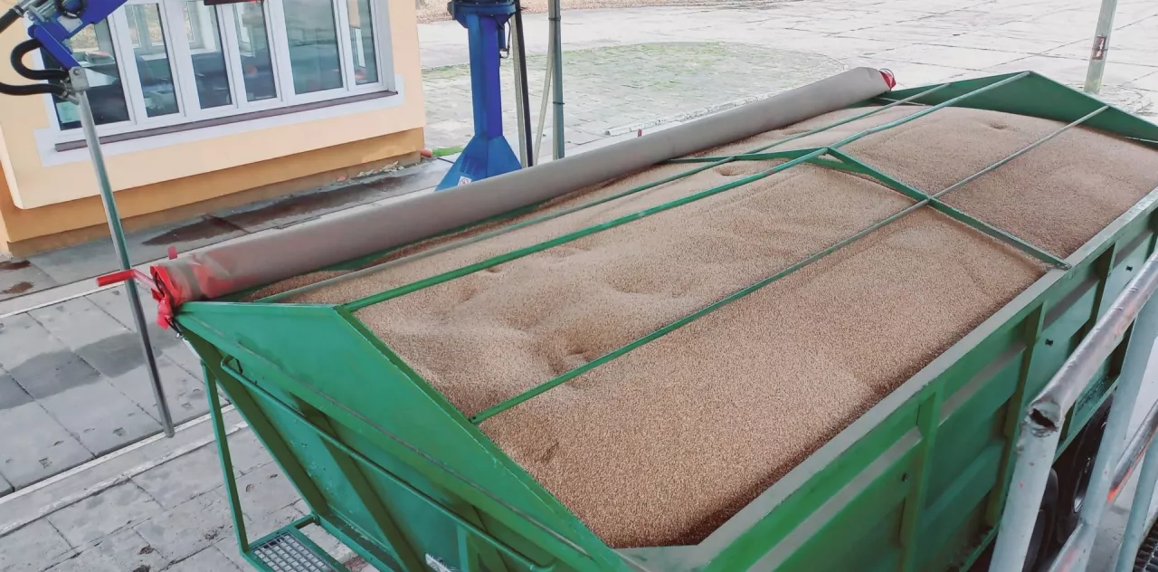 pszenica w przyczepie rolniczej