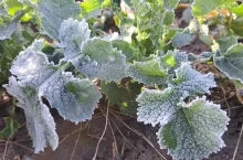 przymrozek, rzepak, jesienne przymrozki