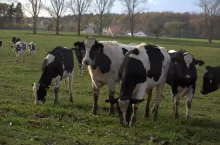 Krowy mleczne na wypasie