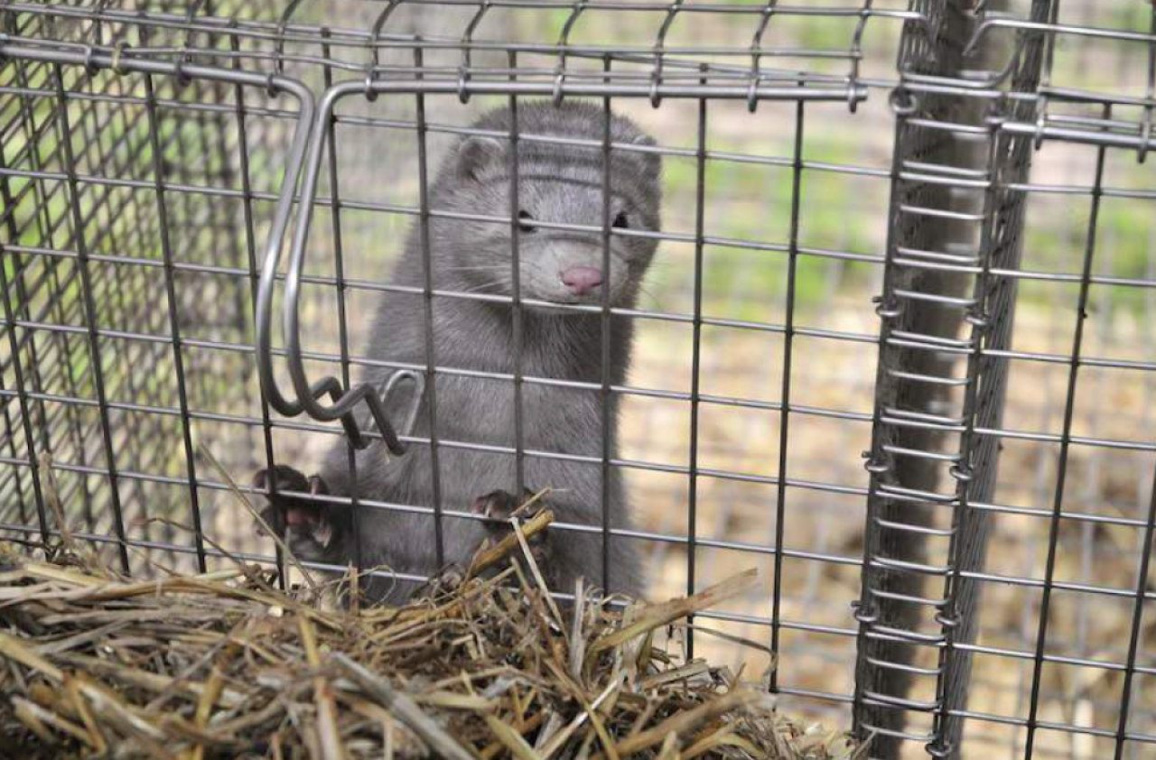 norka, ferma, zwierzęta futerkowe