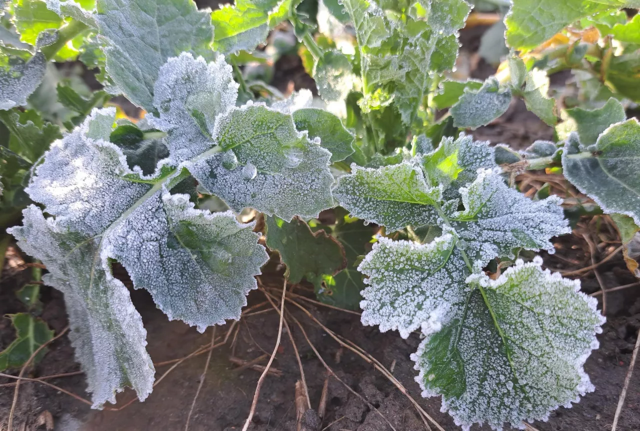 przymrozek, rzepak, jesienne przymrozki