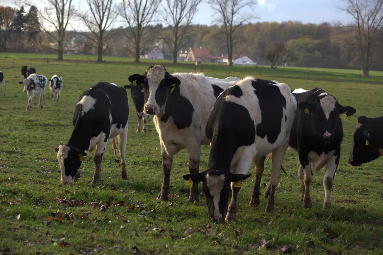 Krowy mleczne na wypasie