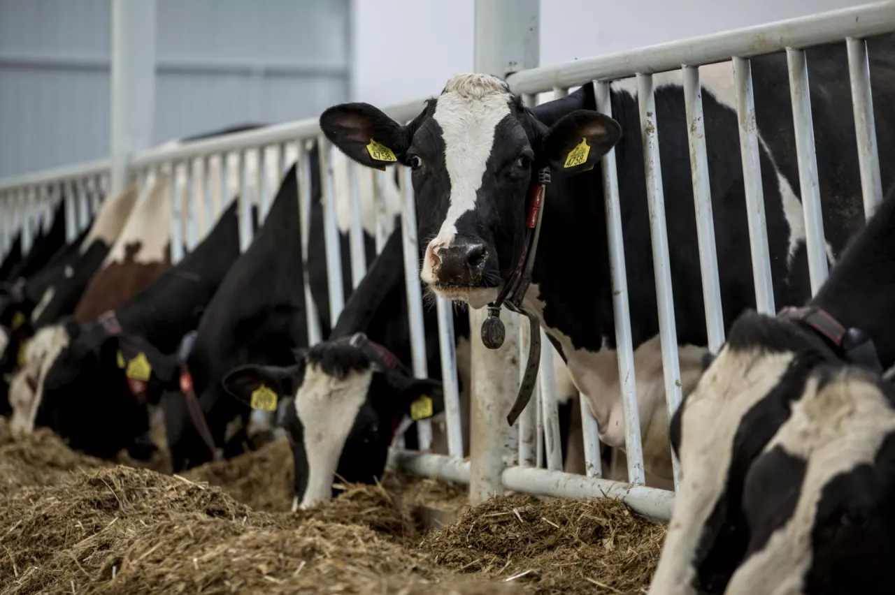 bydło mleczne w oborze