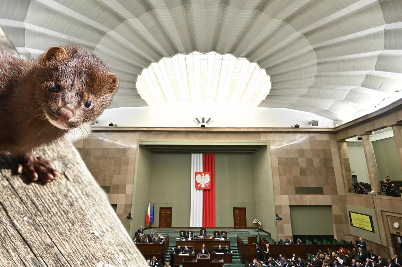 Za wprowadzeniem zakazu głosowało 339 parlamentarzystów, a 79 było przeciw. W tej sytuacji jest duże prawdopodobieństwo, że prezydent podpisze ustawę