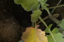 niedobór siarki, rzepak