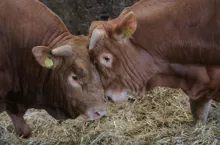 byki miesne, limousine