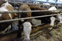 Bydło mięsne w oborze