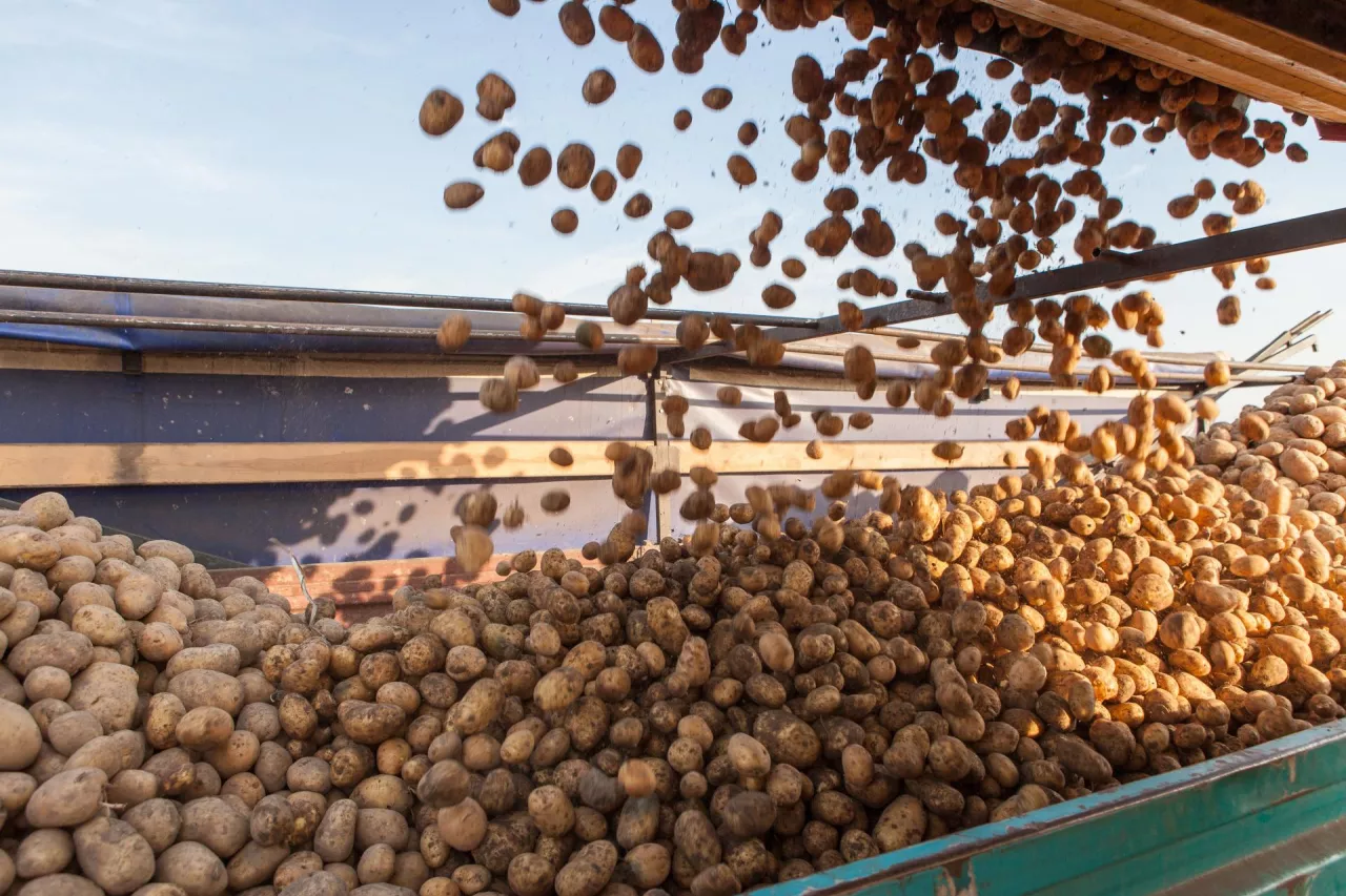 Ziemniaki sypiące się na przyczepę