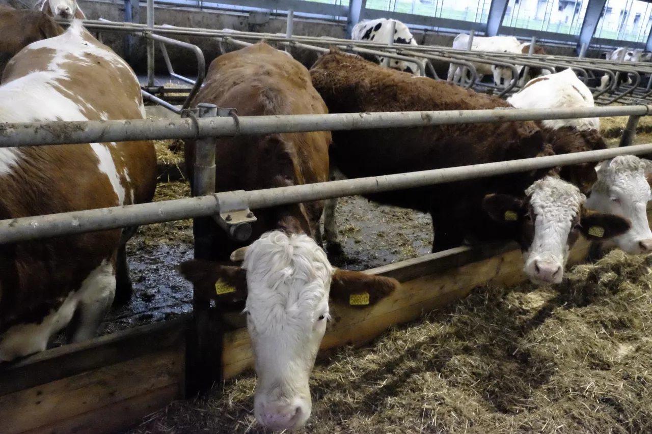 Bydło mięsne w oborze