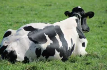 Krowa mleczna leży na łące