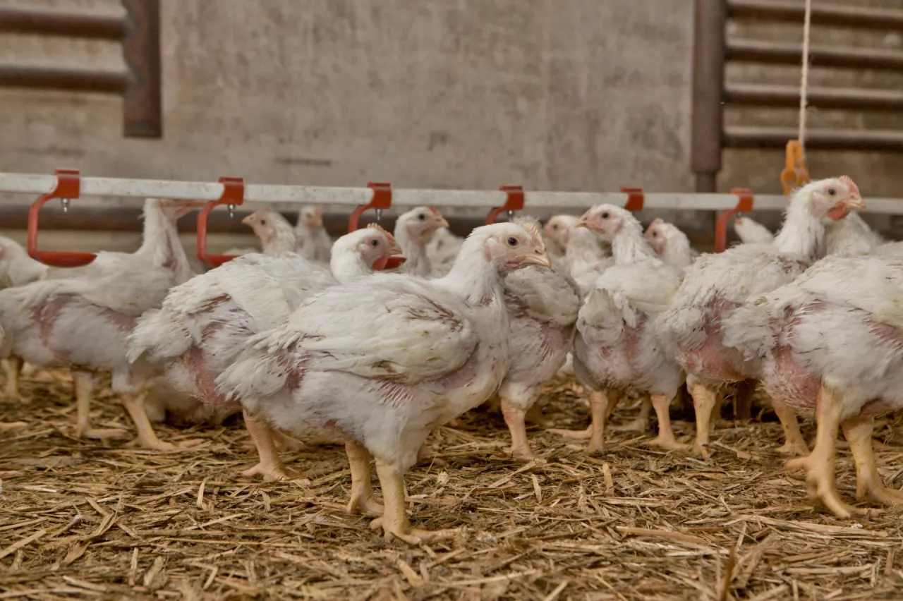 Kury nioski w kurniku