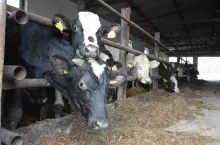 Bydła rasy mlecznej w oborze