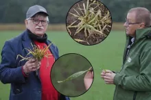 choroby wirusowe, choroby zbóż, pogotowie polowe