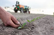 Ochrona buraka cukrowego