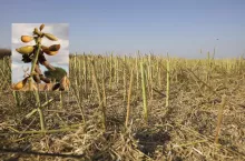 Strąki soi ze skoszonym rzepakiem w tle