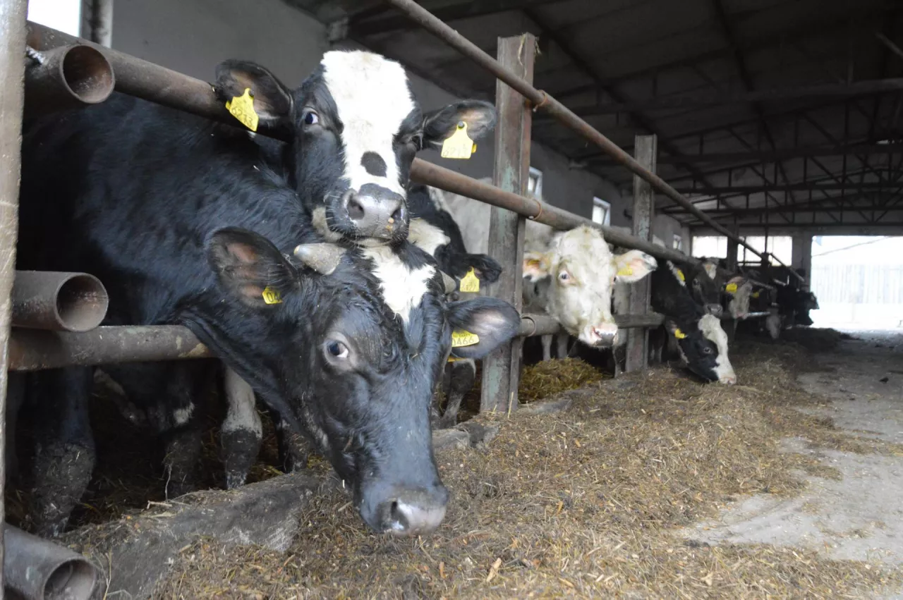 Bydła rasy mlecznej w oborze