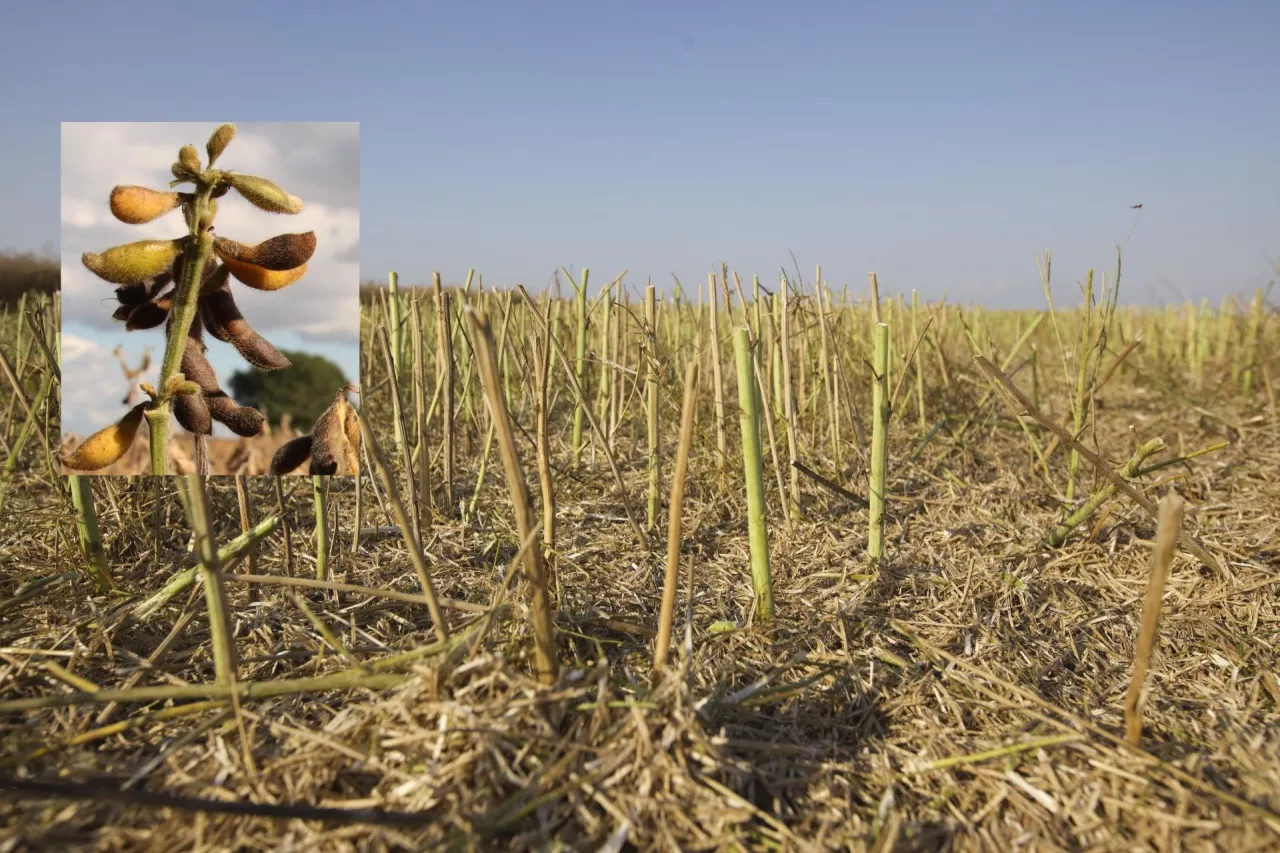 Strąki soi ze skoszonym rzepakiem w tle