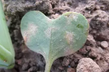 mączniak rzekomy rzepak porażenie dolna strona liścieni