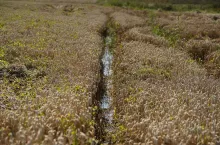 Żuławy, rolnicy z żuław, zalane uprawy