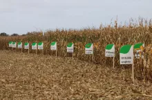 Syngenta Szymczak.jpg