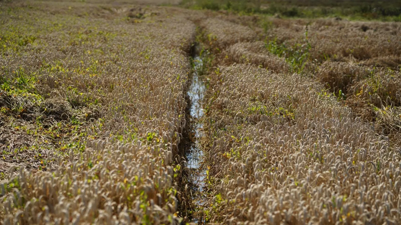 Żuławy, rolnicy z żuław, zalane uprawy