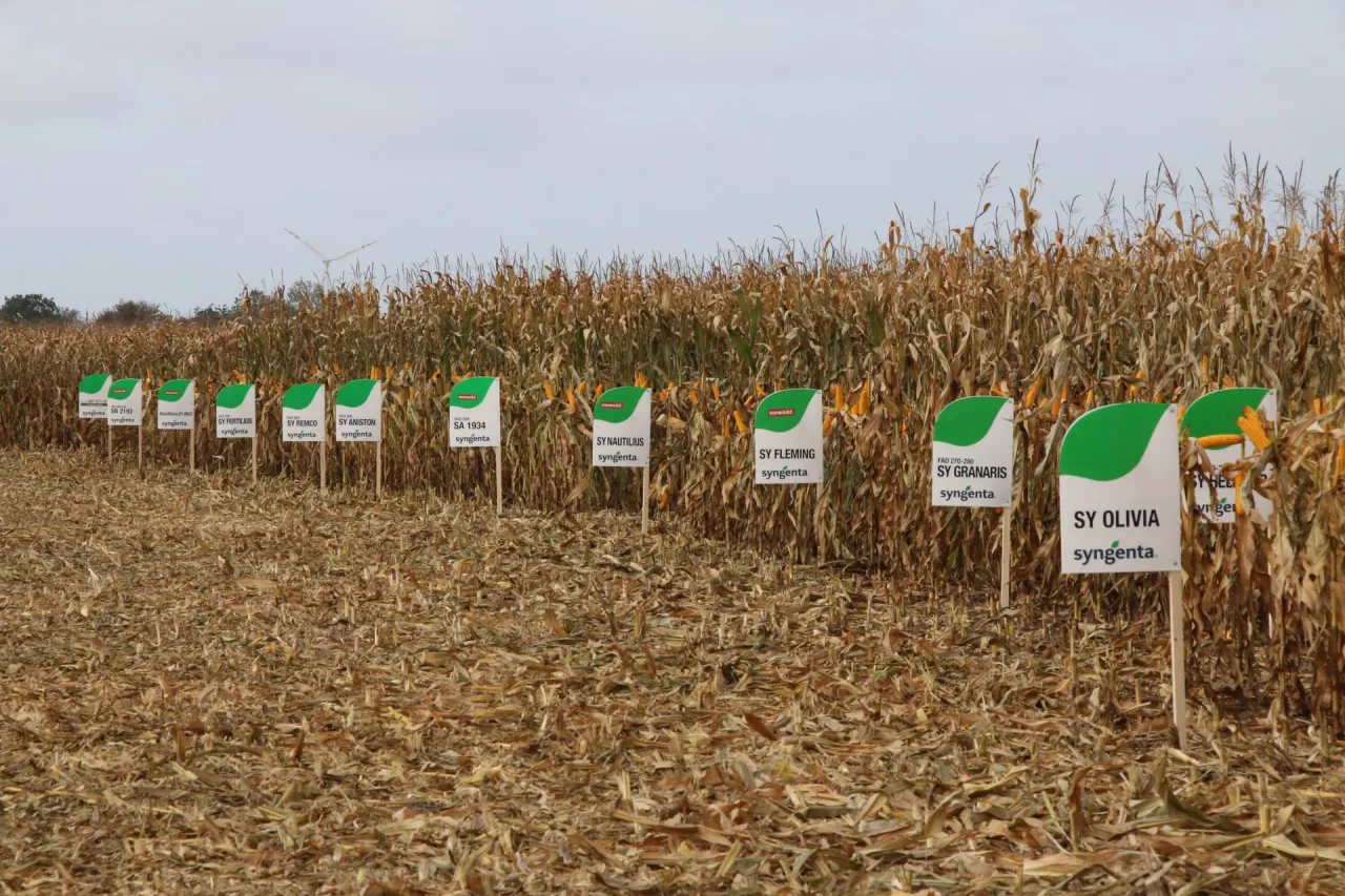 Syngenta Szymczak.jpg