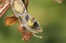 Zgnilizna twardzikowa na soi 