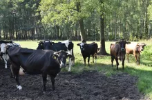 Bydło na wypasie