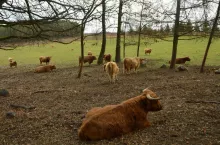 highland cattle, bydło szkockie, pastwisko