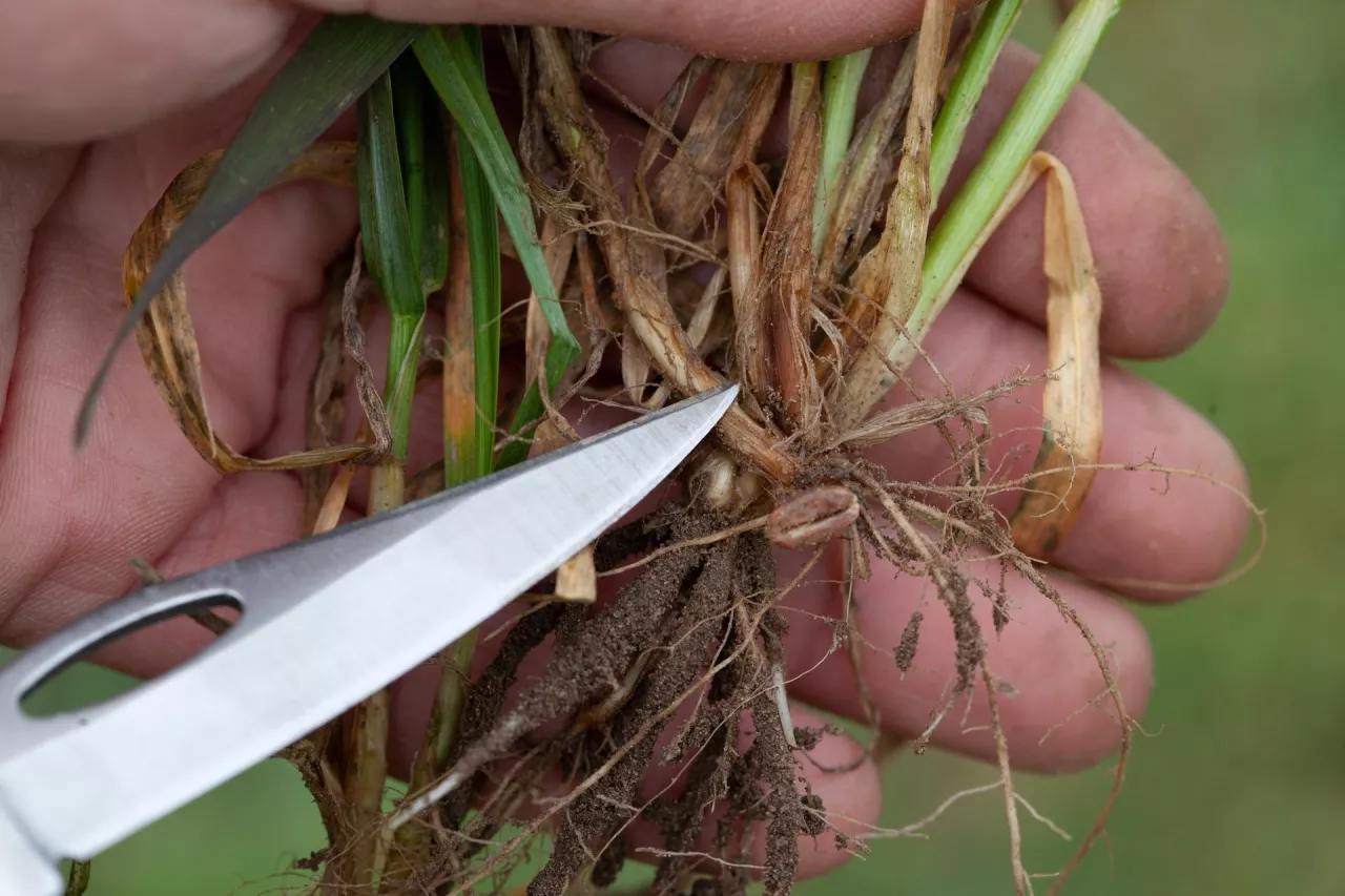 Fuzaryjna zgorzel podstawy źdźbła korzeni
