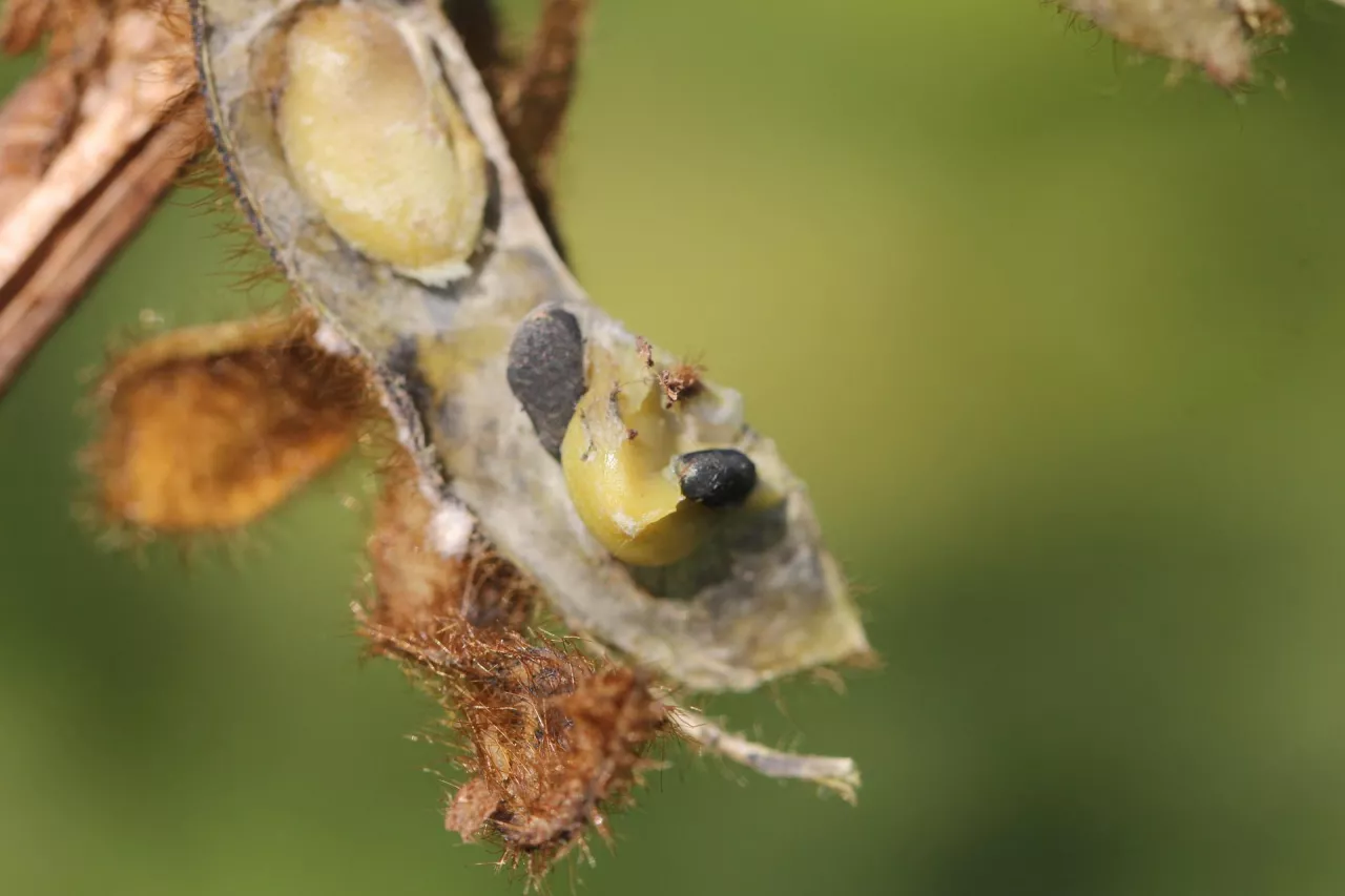 Zgnilizna twardzikowa na soi 